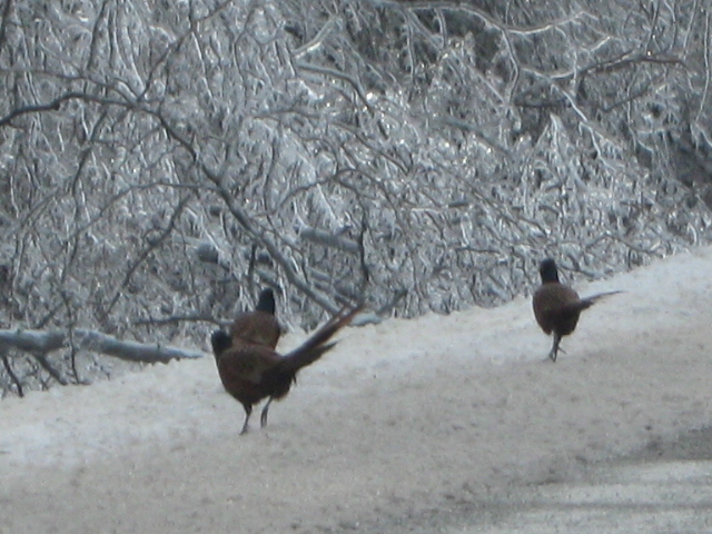 IMG_1528_1_.jpg